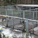 Bilder der Hundehölle