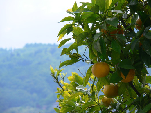 P1110192_JPG-1304634378