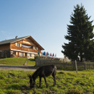 Tschengla_Rona_Alpe_Brandnertal_Alpenregion Bludenz.jpg