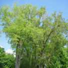 Baum Pflege Schwarzbad 04-05-2011 _1__jpg-1304664948