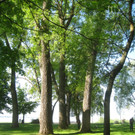 Baum Pflege Schwarzbad 04-05-2010 _24__jpg-1304664833