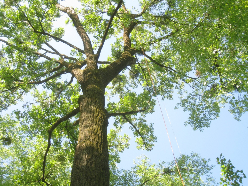 Baum Pflege Schwarzbad 04-05-2010 _27__jpg-1304664881