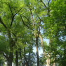Baum Pflege Schwarzbad 04-05-2010 _28__jpg-1304664900