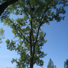 Baum Pflege Schwarzbad 04-05-2010 _29__jpg-1304664915