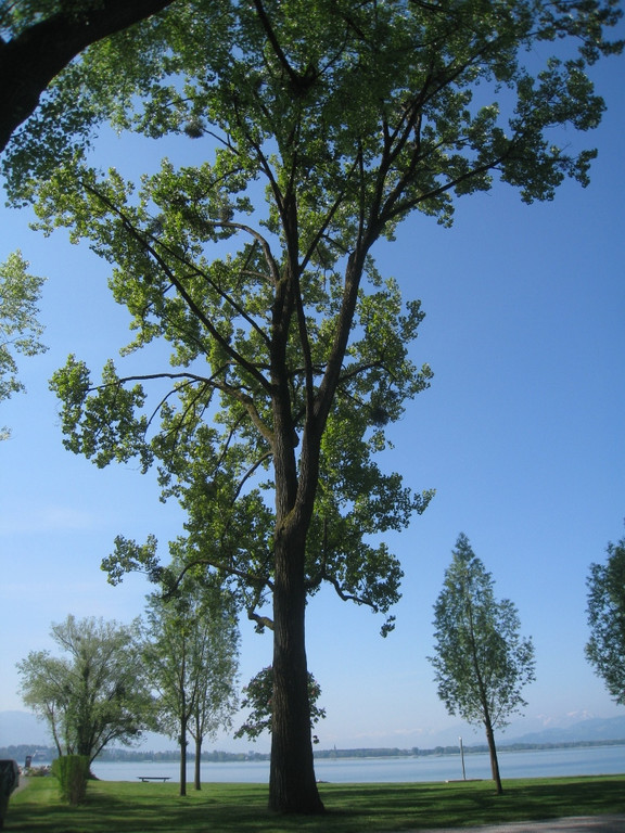 Baum Pflege Schwarzbad 04-05-2010 _29__jpg-1304664915