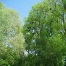 Baum Pflege Schwarzbad 04-05-2011 _2__jpg-1304664966