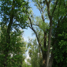 Baum Pflege Schwarzbad 04-05-2011 _5__jpg-1304665012