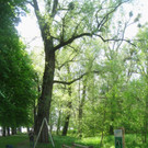 Baum Pflege Schwarzbad 04-05-2011 _8__jpg-1304665064