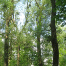 Baum Pflege Schwarzbad 04-05-2011 _11__jpg-1304665120