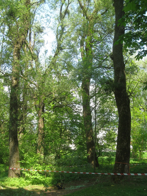 Baum Pflege Schwarzbad 04-05-2011 _11__jpg-1304665120