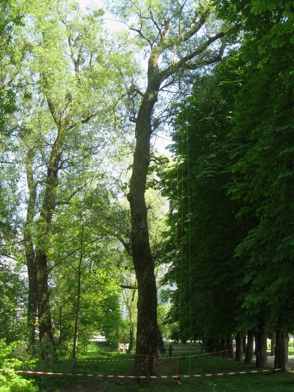 Baum Pflege Schwarzbad 04-05-2011 _13__jpg-1304665155