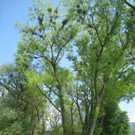 Baum Pflege Schwarzbad 04-05-2011 _16__jpg-1304665206