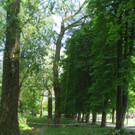 Baum Pflege Schwarzbad 04-05-2011 _18__jpg-1304665237