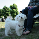 Eröffnung Hundeauslauf am Heldenplatz 2011 06 05