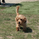 hunde-002.jpg