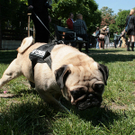 hunde-003.jpg