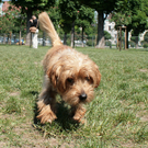 hunde-004.jpg