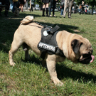 hunde-005.jpg