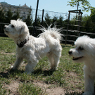 hunde-007.jpg