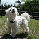 hunde-008.jpg