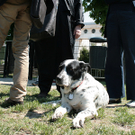 hunde-009.jpg