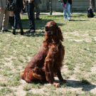 hunde-010.jpg