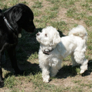 hunde-011.jpg
