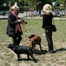 hunde-012.jpg