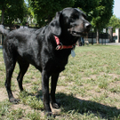 hunde-013.jpg