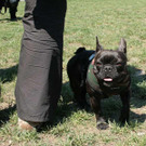 hunde-017.jpg