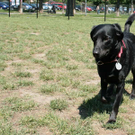hunde-018.jpg