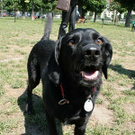 hunde-019.jpg