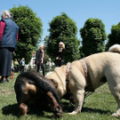 hunde-021.jpg