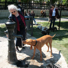 hunde-022.jpg