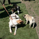 hunde-026.jpg