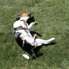 hunde-027.jpg