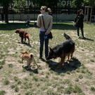 hunde-031.jpg