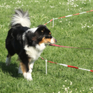 VOL Live zu Besuch in der Hunde-Uni Dornbirn