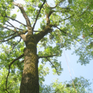 Baum Pflege Schwarzbad 04-05-2010 _27__jpg-1304766013