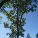 Baum Pflege Schwarzbad 04-05-2010 _29__jpg-1304766035
