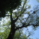 Baum Pflege Schwarzbad 04-05-2011 _7__jpg-1304766121