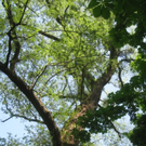 Baum Pflege Schwarzbad 04-05-2011 _10__jpg-1304766158