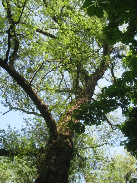 Baum Pflege Schwarzbad 04-05-2011 _10__jpg-1304766158