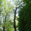 Baum Pflege Schwarzbad 04-05-2011 _13__jpg-1304766195