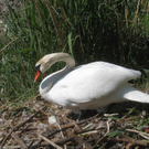 Schwan NEST mit Ei 09-05-2011 _7__jpg-1304766724