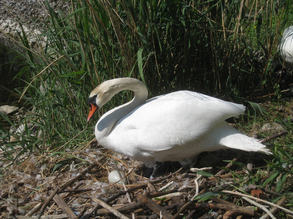 Schwan NEST mit Ei 09-05-2011 _7__jpg-1304766724