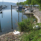 Schwan NEST mit Ei 09-05-2011 _9__jpg-1304766757