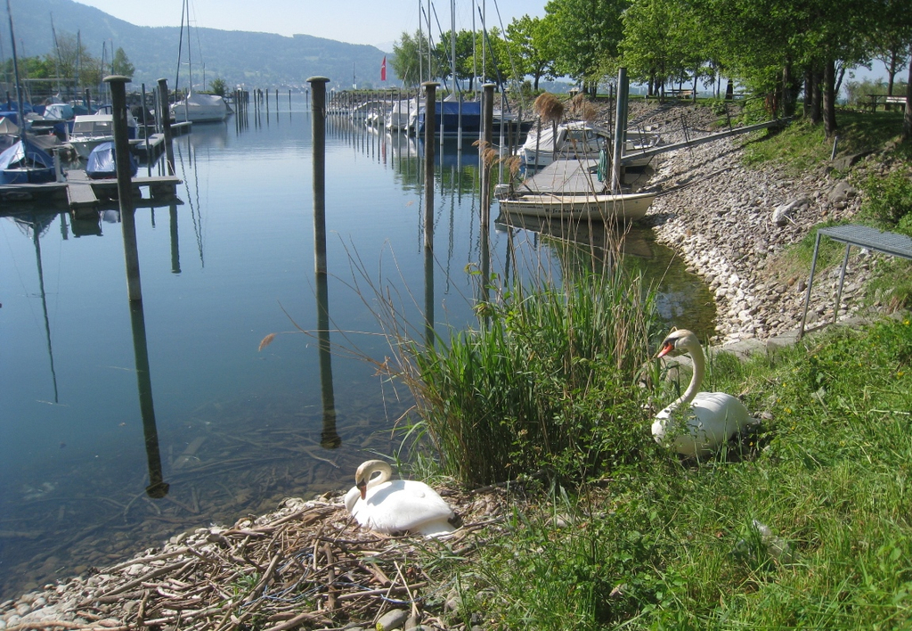 Schwan NEST mit Ei 09-05-2011 _9__jpg-1304766757