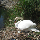 Schwan NEST mit Ei 09-05-2011 _2__jpg-1304766642