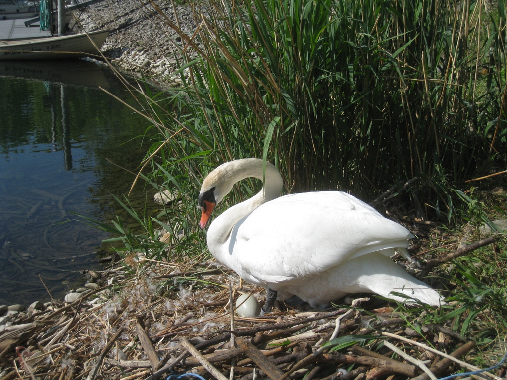 Schwan NEST mit Ei 09-05-2011 _2__jpg-1304766642